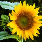 Sonnenblume