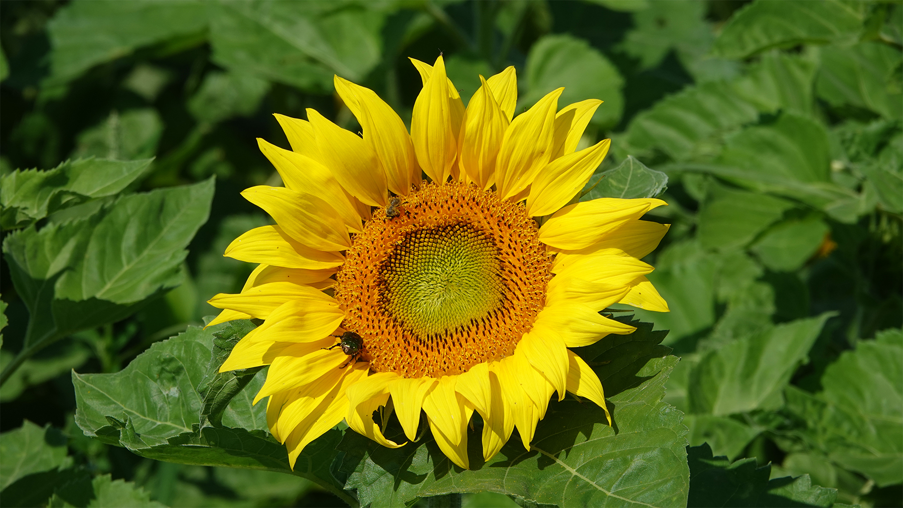 Sonnenblume