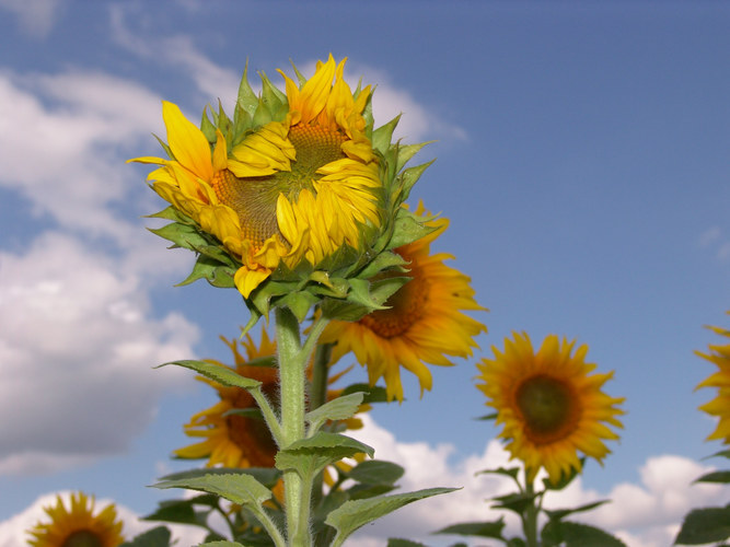 Sonnenblume