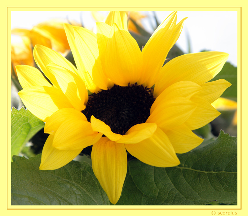 Sonnenblume