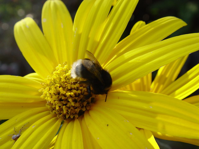 Sonnenblume