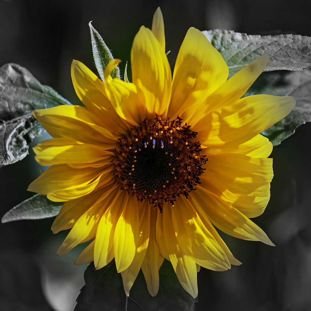 Sonnenblume