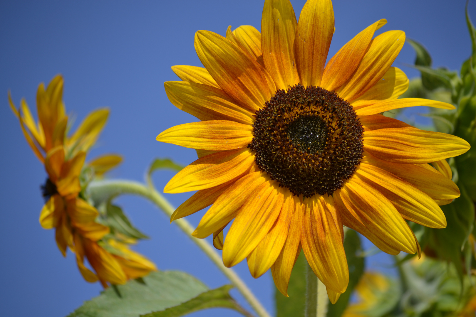 Sonnenblume