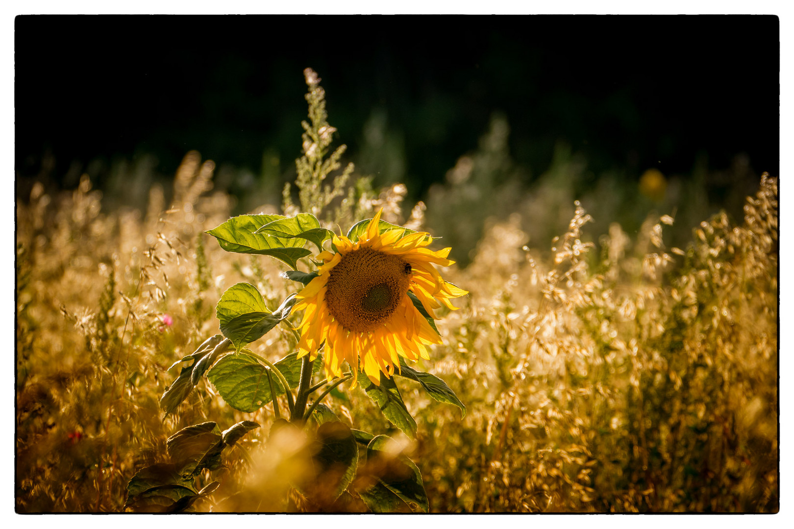 Sonnenblume