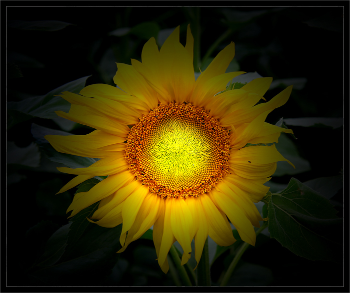 Sonnenblume