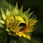 Sonnenblume....