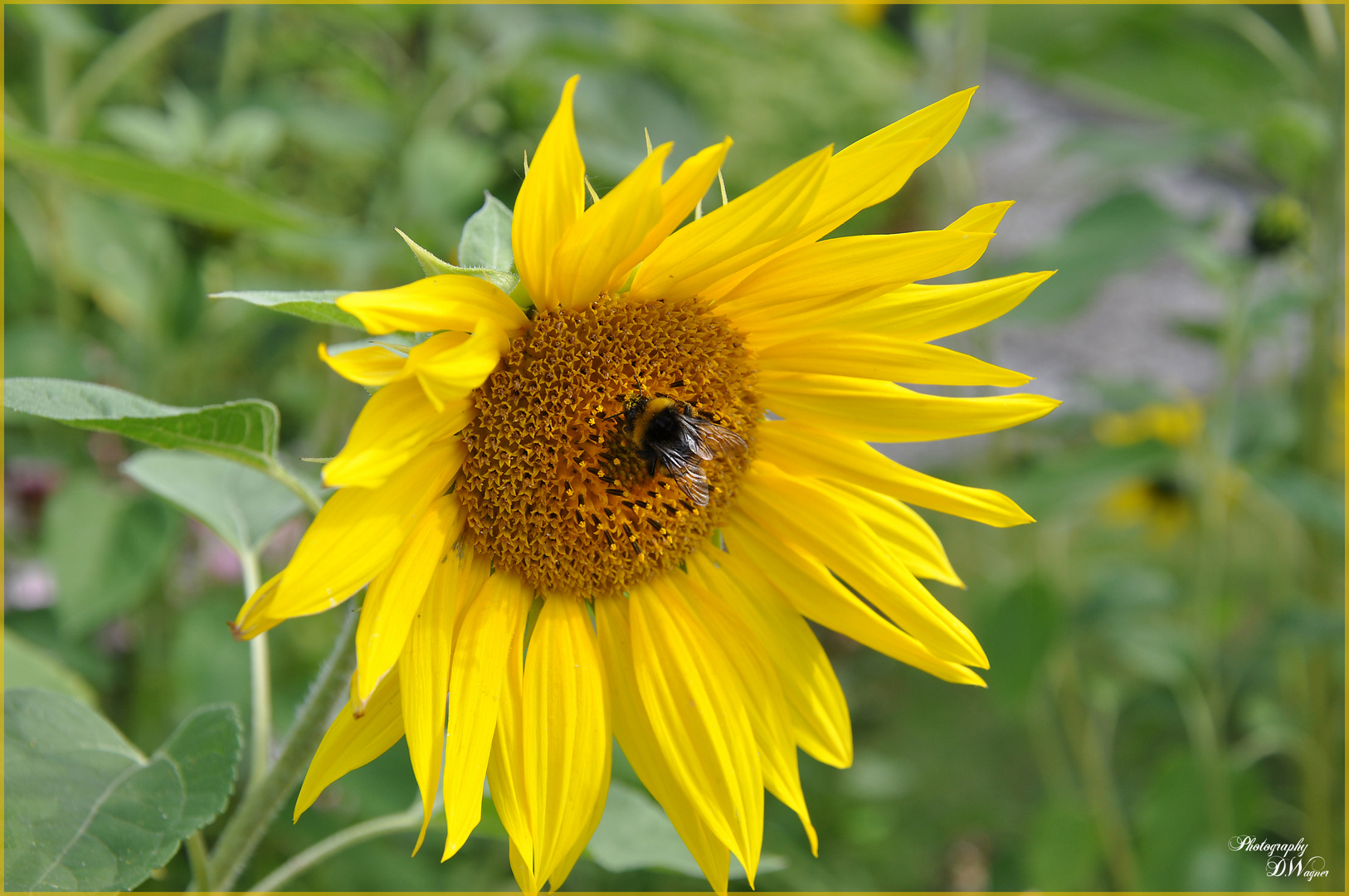 Sonnenblume