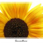 Sonnenblume