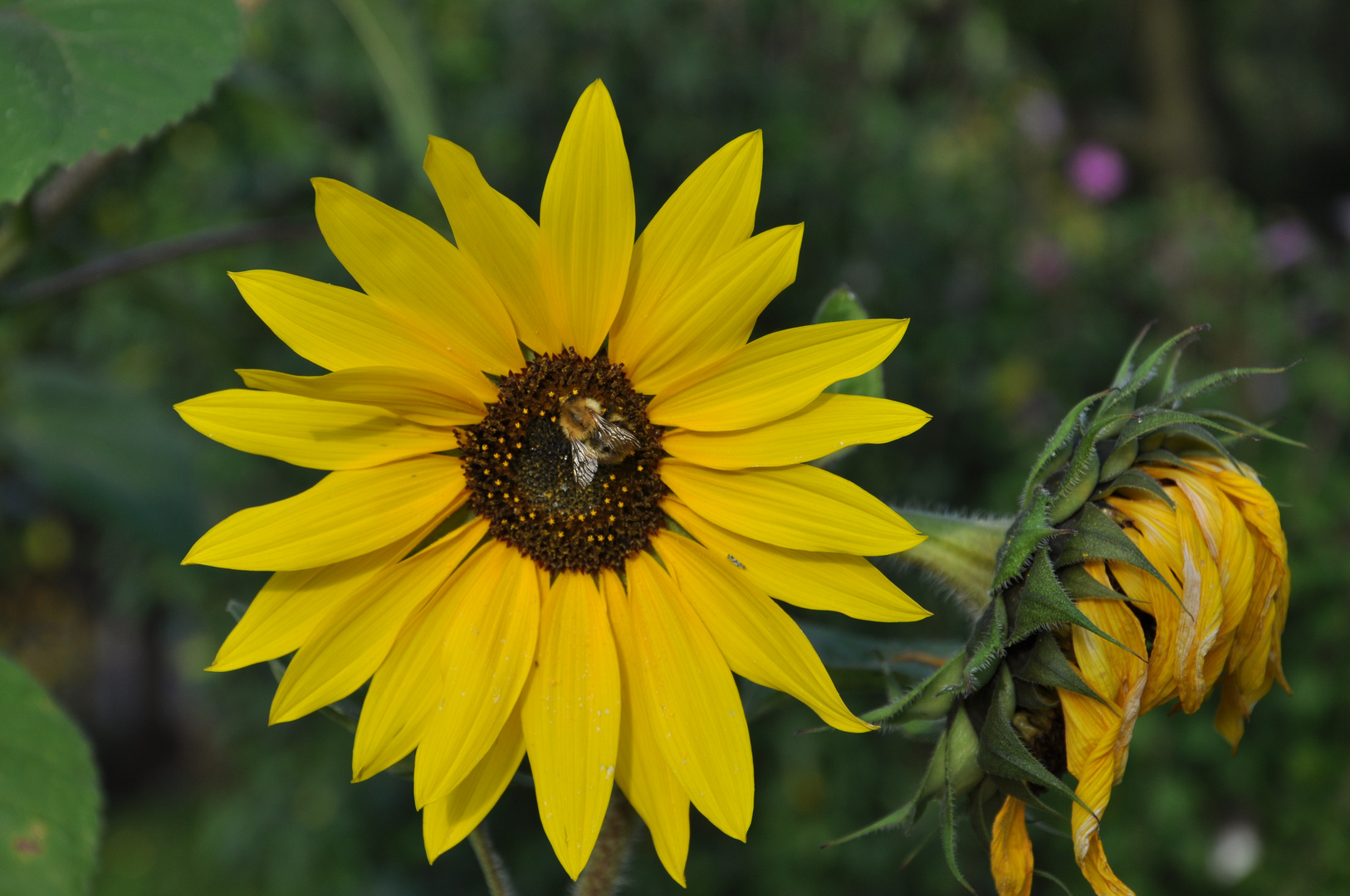 Sonnenblume