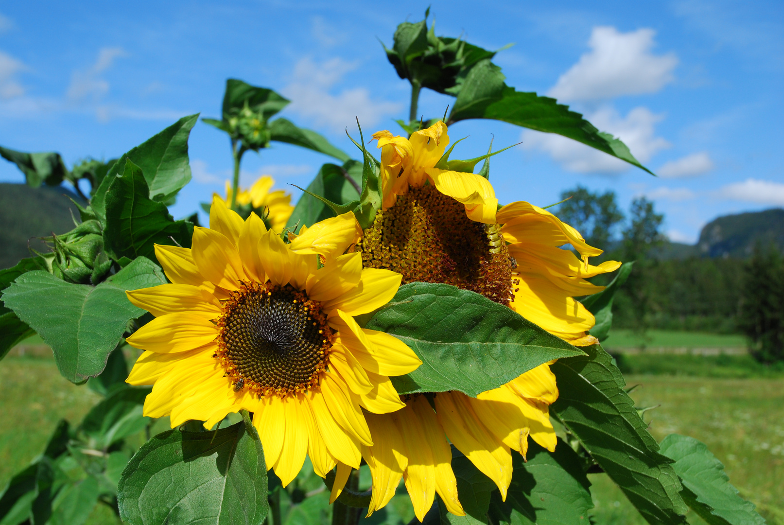 Sonnenblume