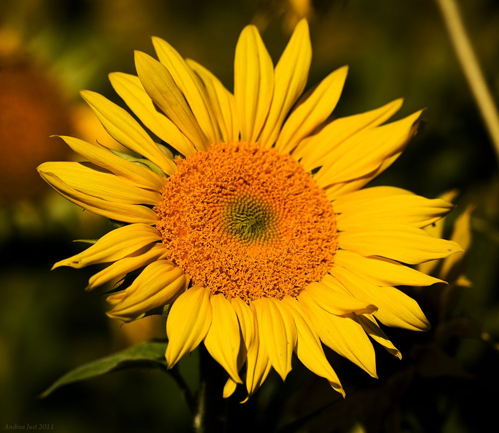 Sonnenblume