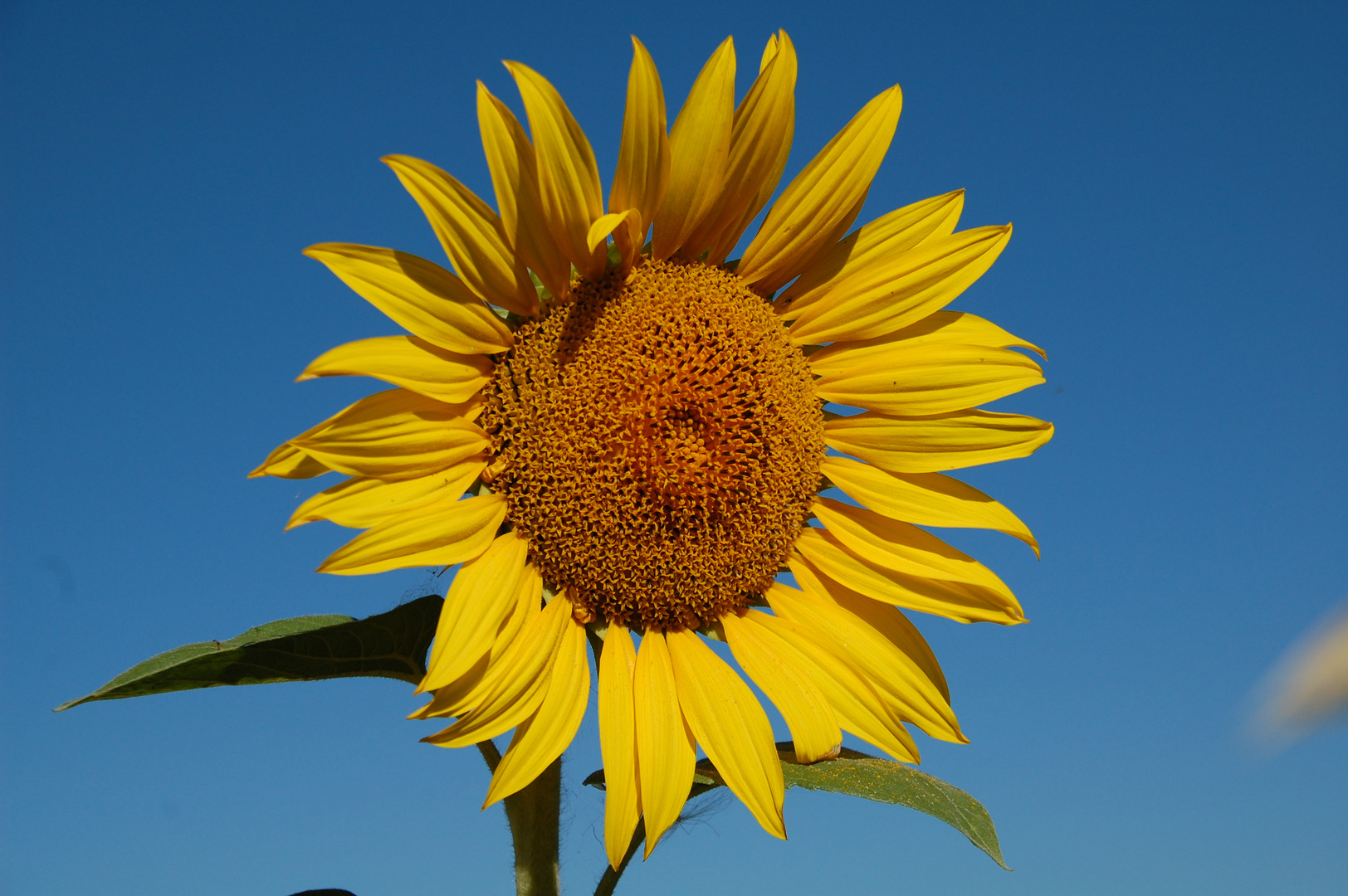 Sonnenblume Foto & Bild | pflanzen, pilze & flechten, blüten ...