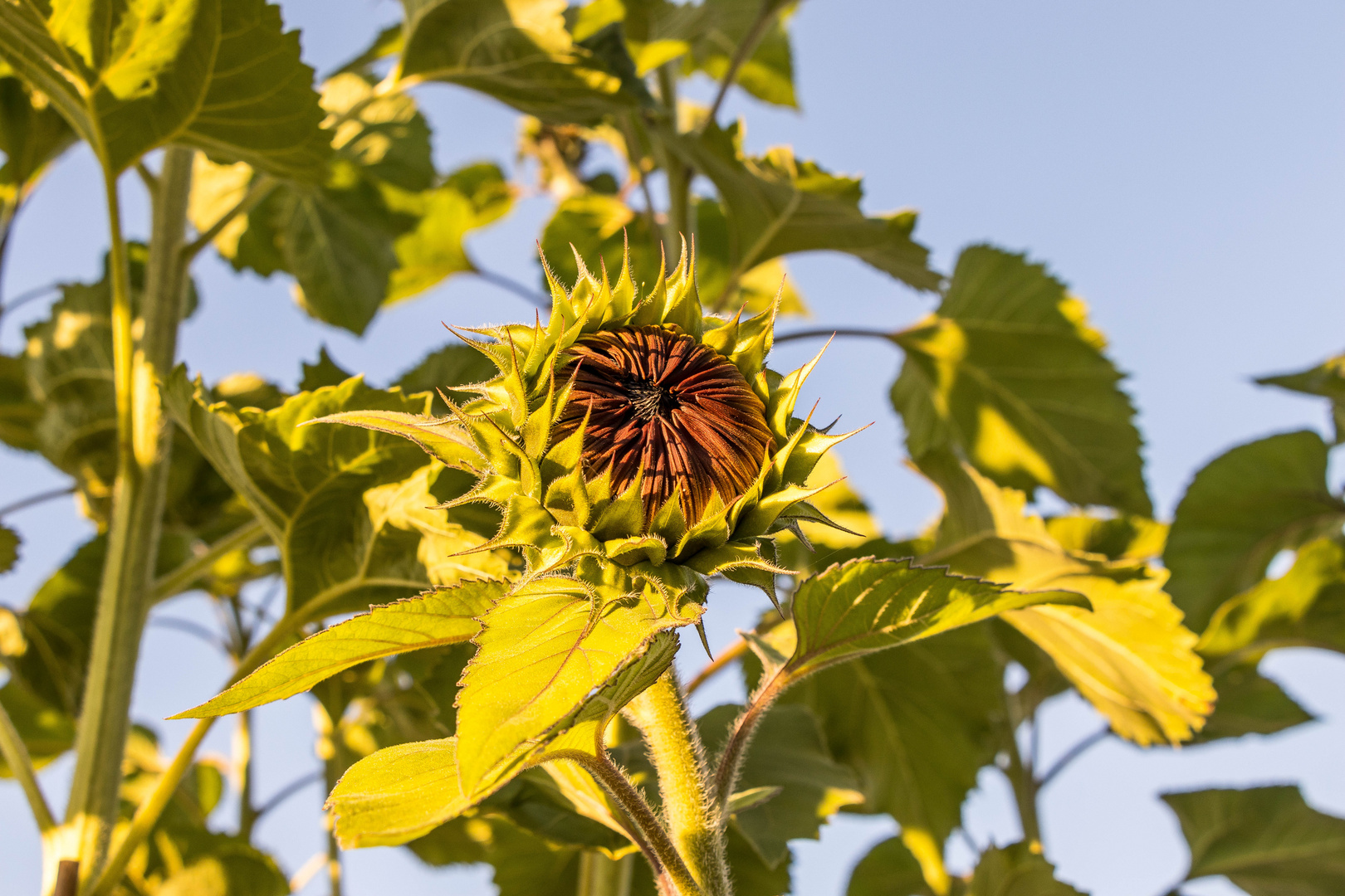 Sonnenblume