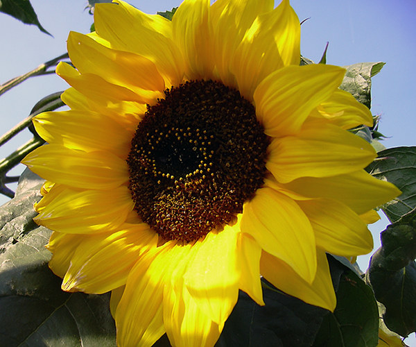 Sonnenblume