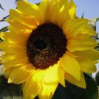 Sonnenblume