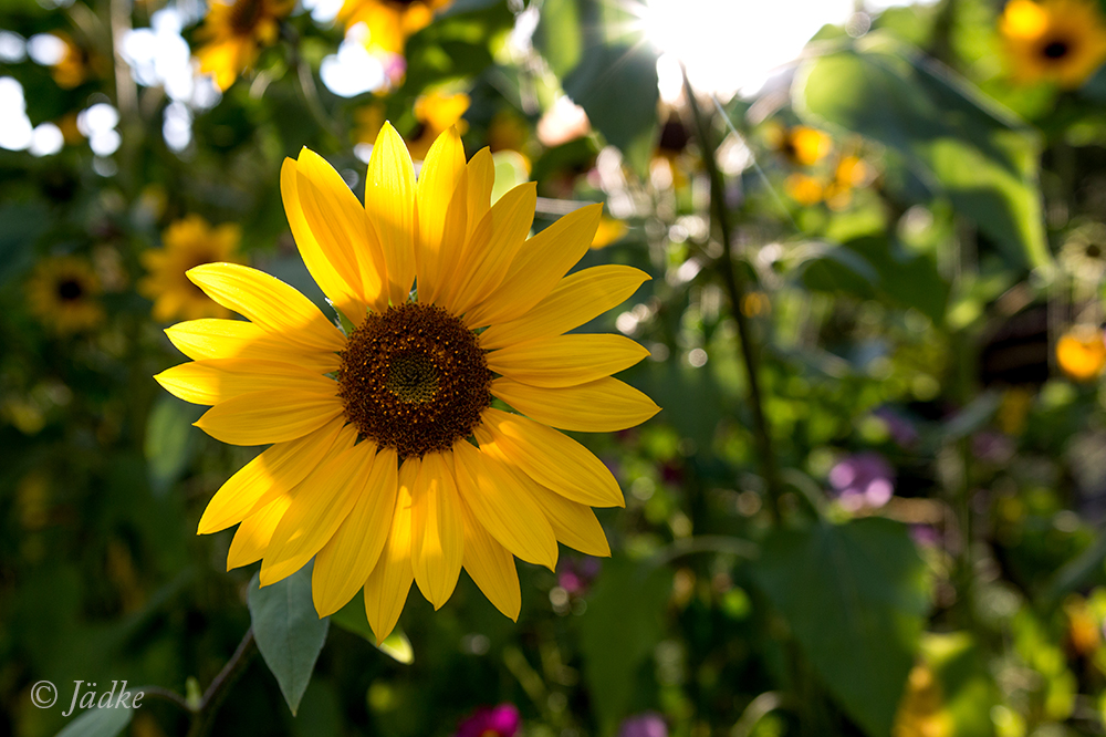 Sonnenblume