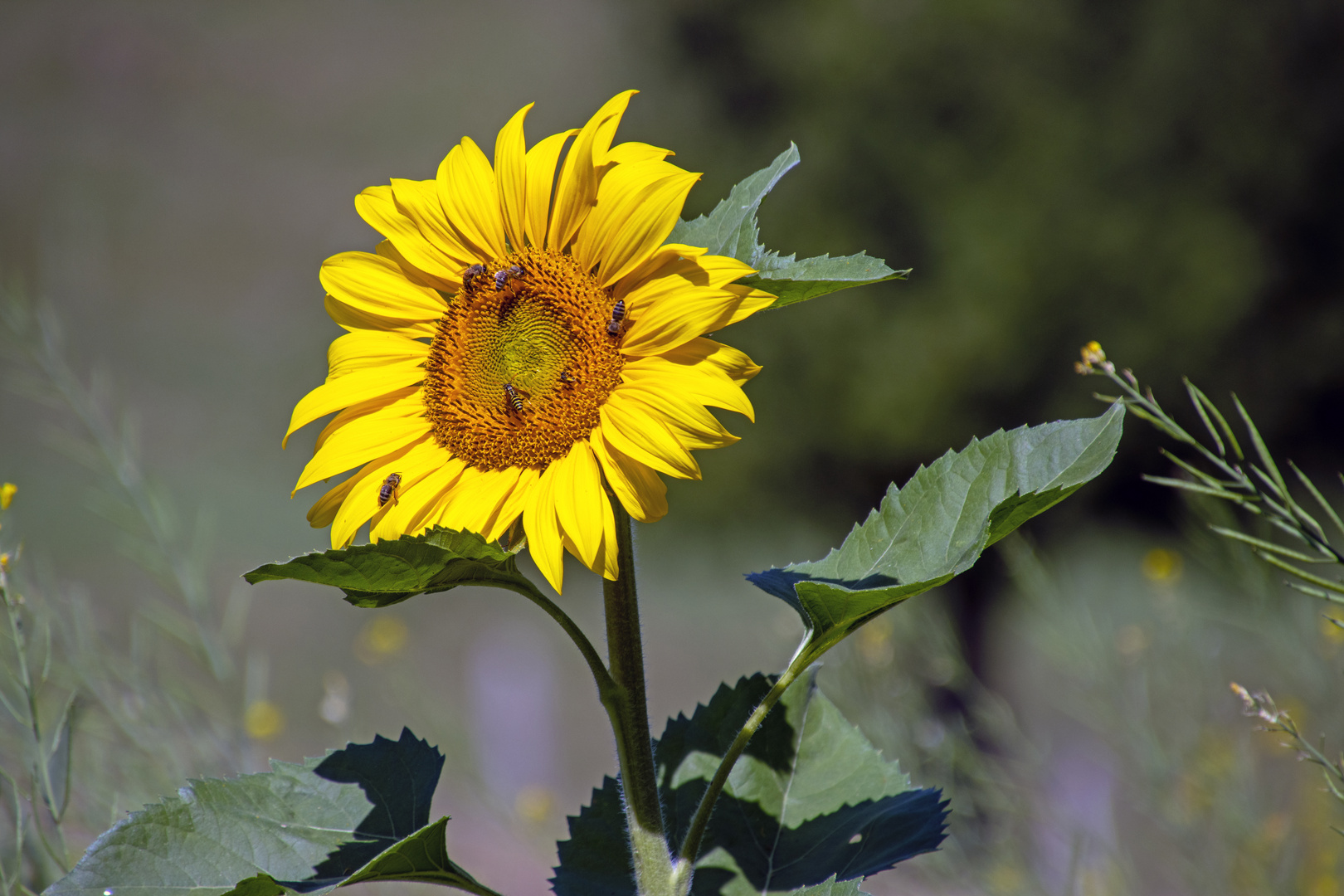 Sonnenblume