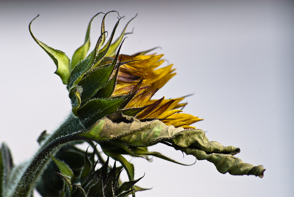 Sonnenblume