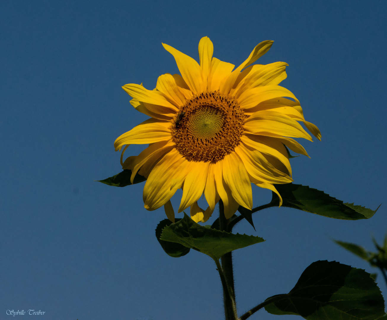 Sonnenblume