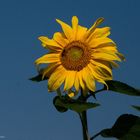 Sonnenblume