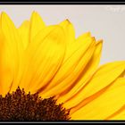 Sonnenblume