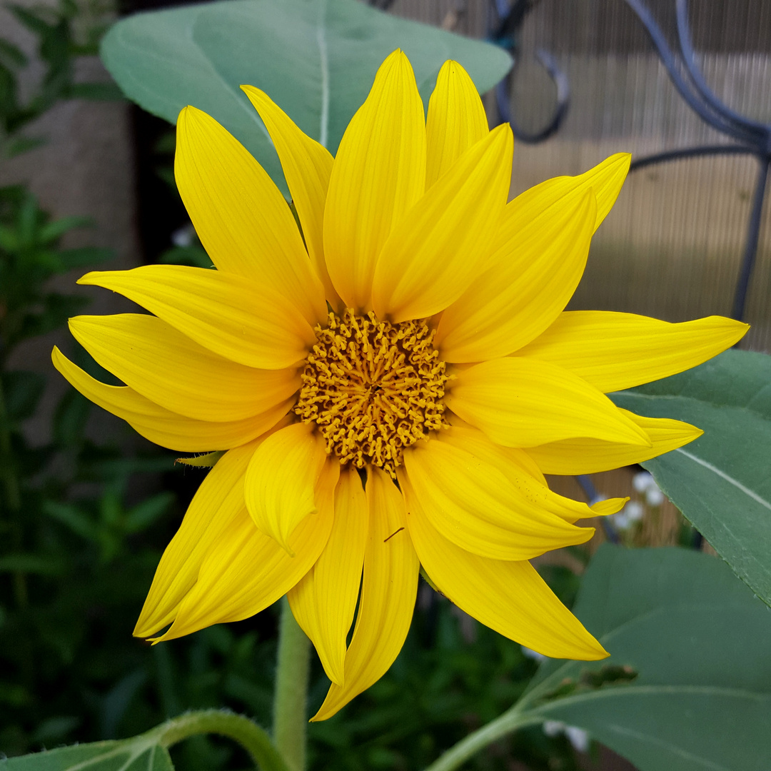 Sonnenblume 