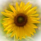 Sonnenblume