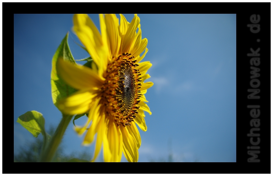 sonnenblume