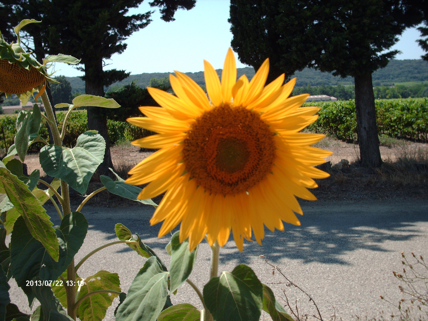 Sonnenblume