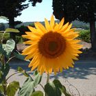 Sonnenblume