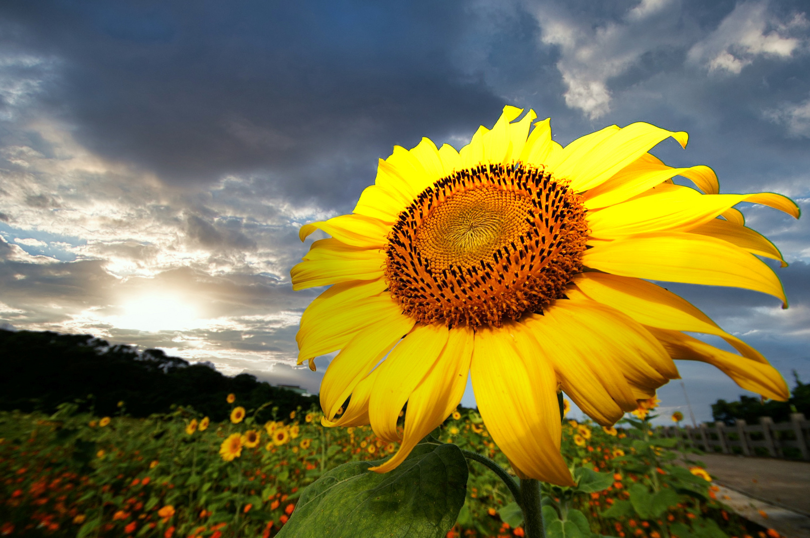 Sonnenblume