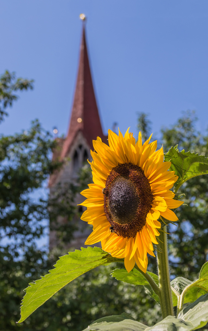 Sonnenblume