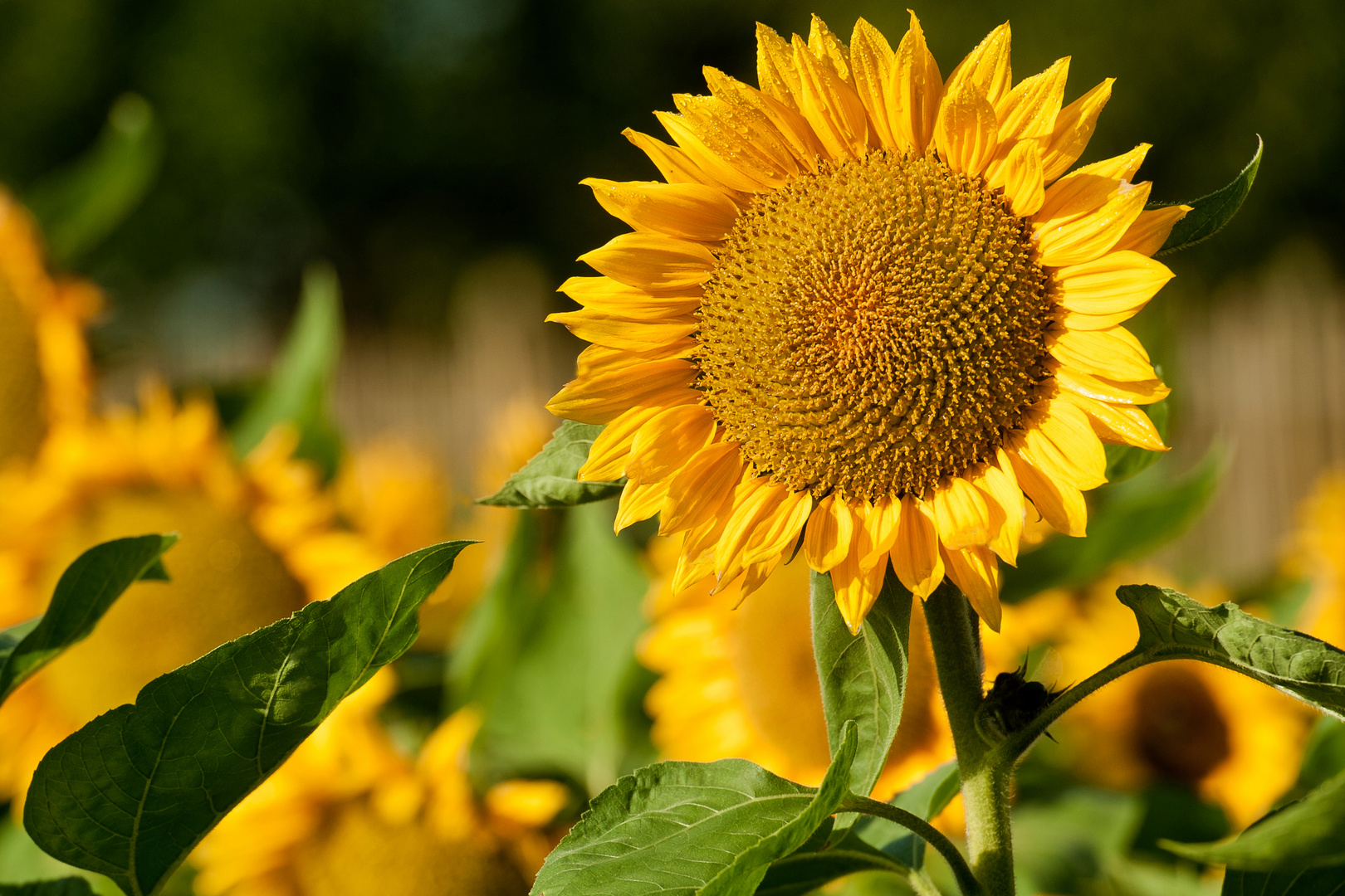 Sonnenblume Foto & Bild pflanzen, pilze & flechten, blüten