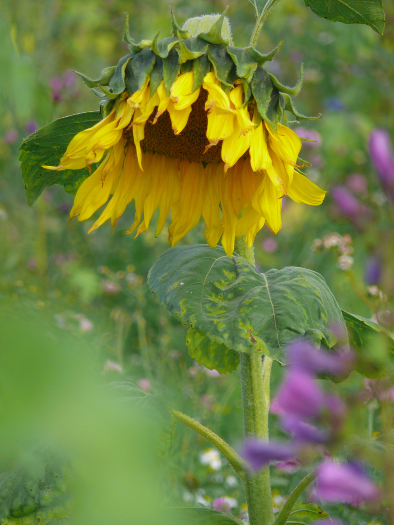 Sonnenblume