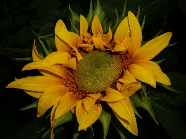 Sonnenblume