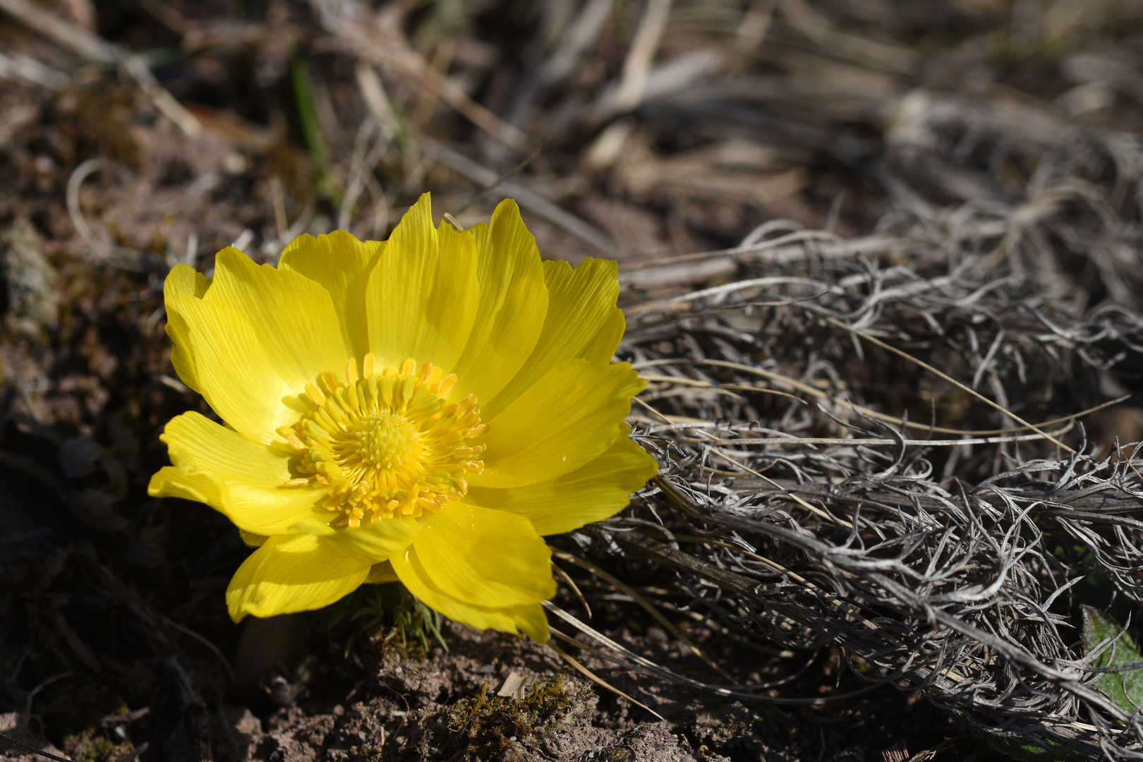 SONNEnblume ...