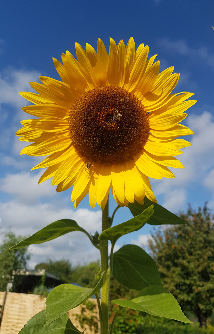 Sonnenblume 