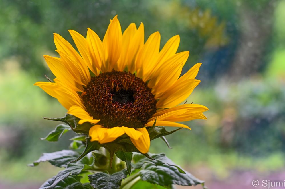 Sonnenblume Foto & Bild pflanzen, pilze & flechten, blüten