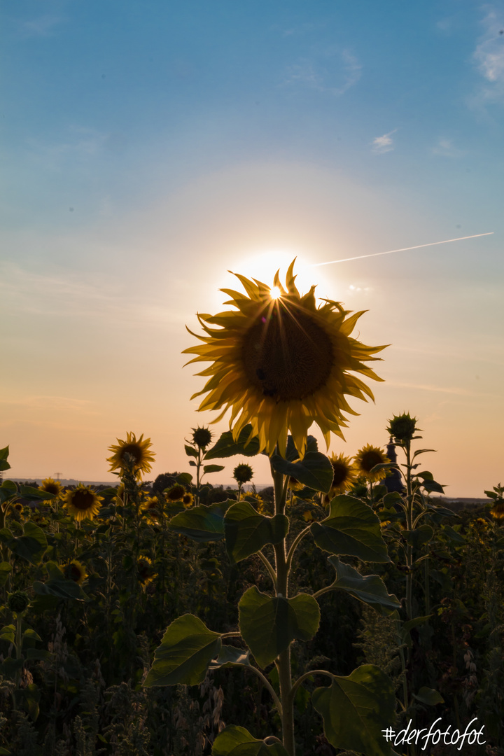 SonnenBlume 