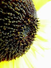 Sonnenblume