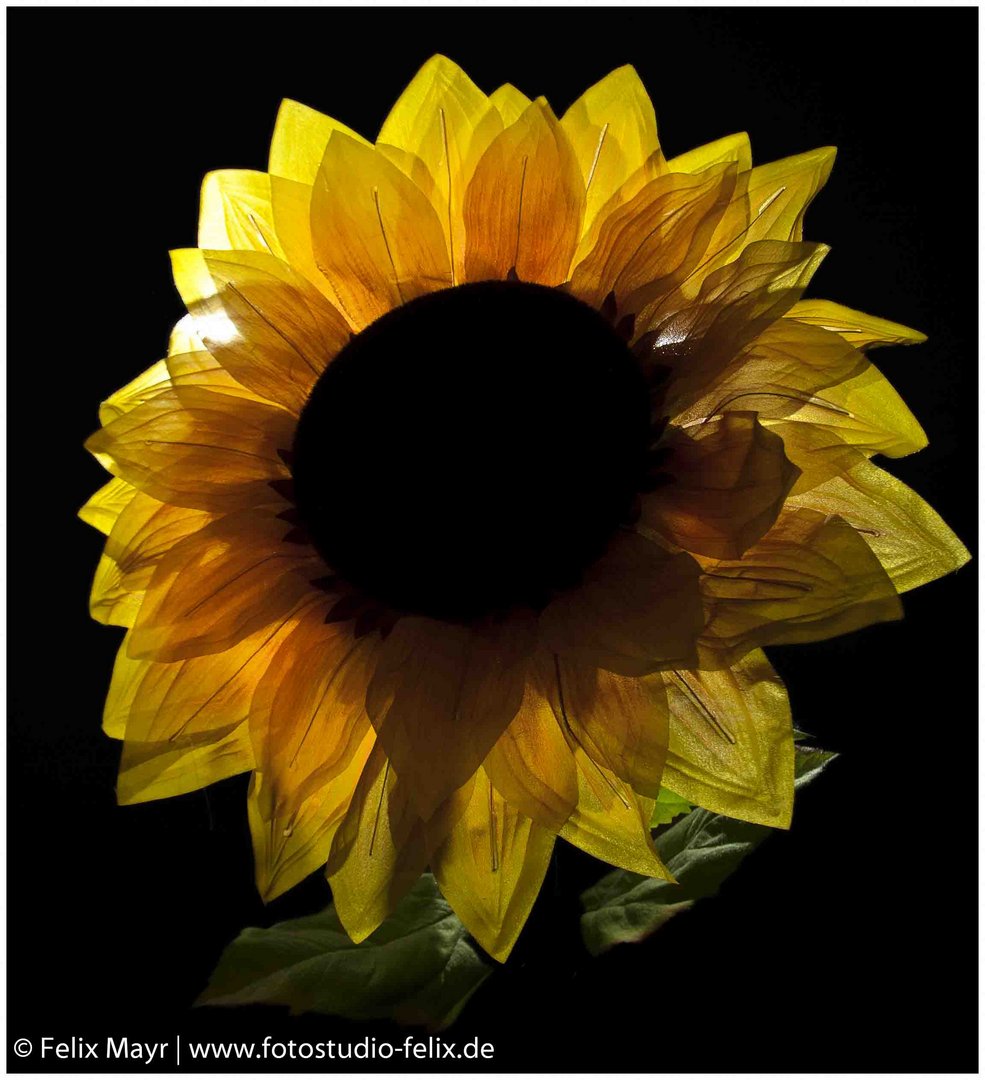 Sonnenblume