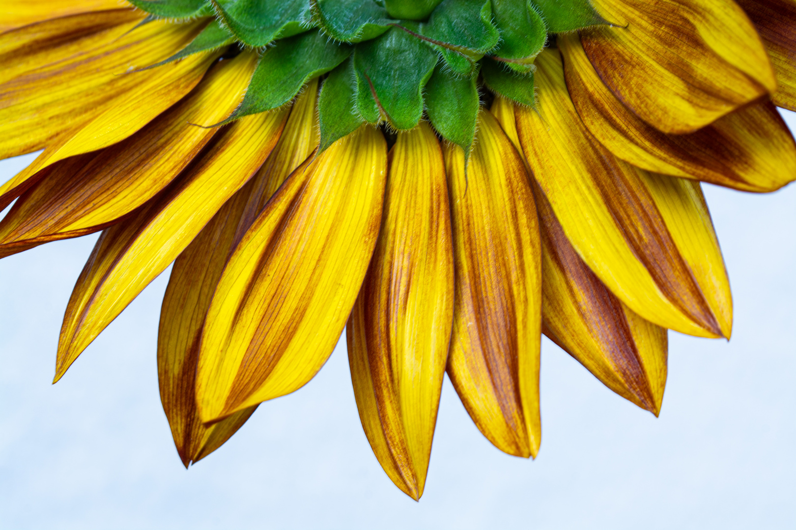Sonnenblume