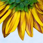 Sonnenblume