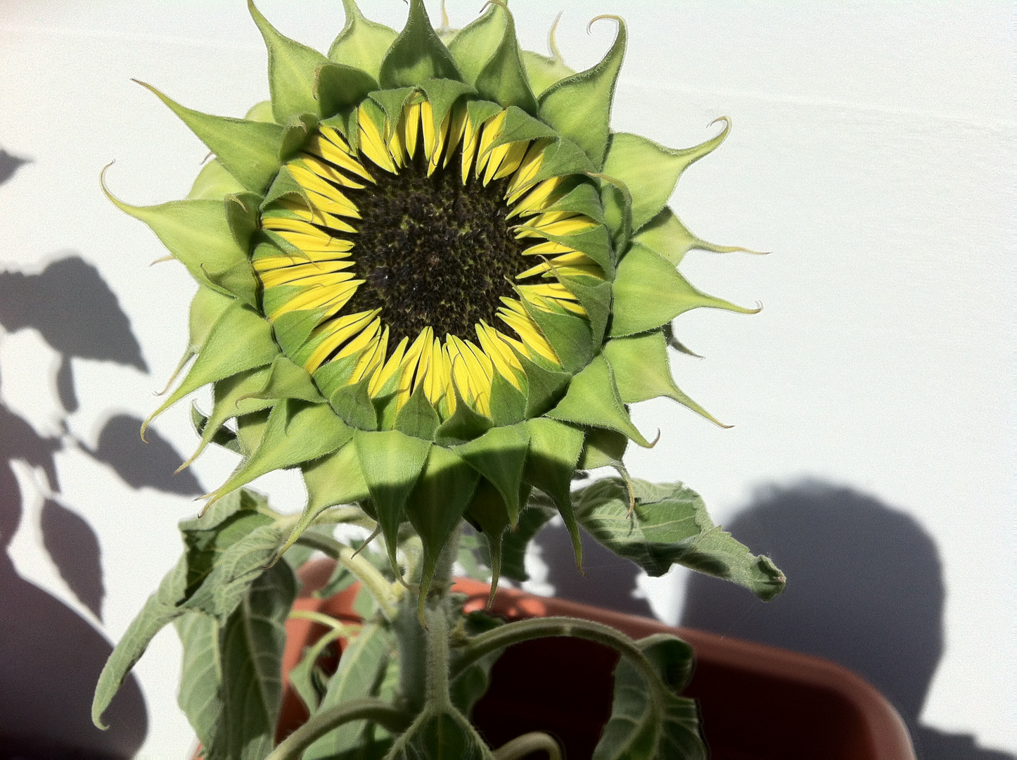 Sonnenblume