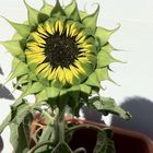 Sonnenblume