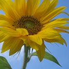 Sonnenblume