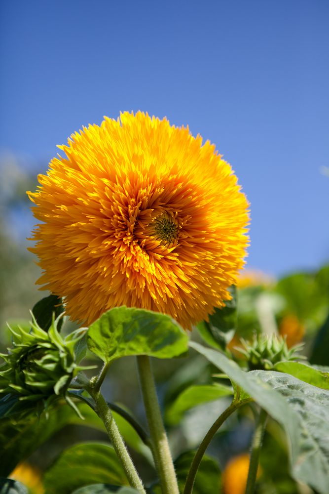 Sonnenblume