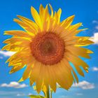 Sonnenblume