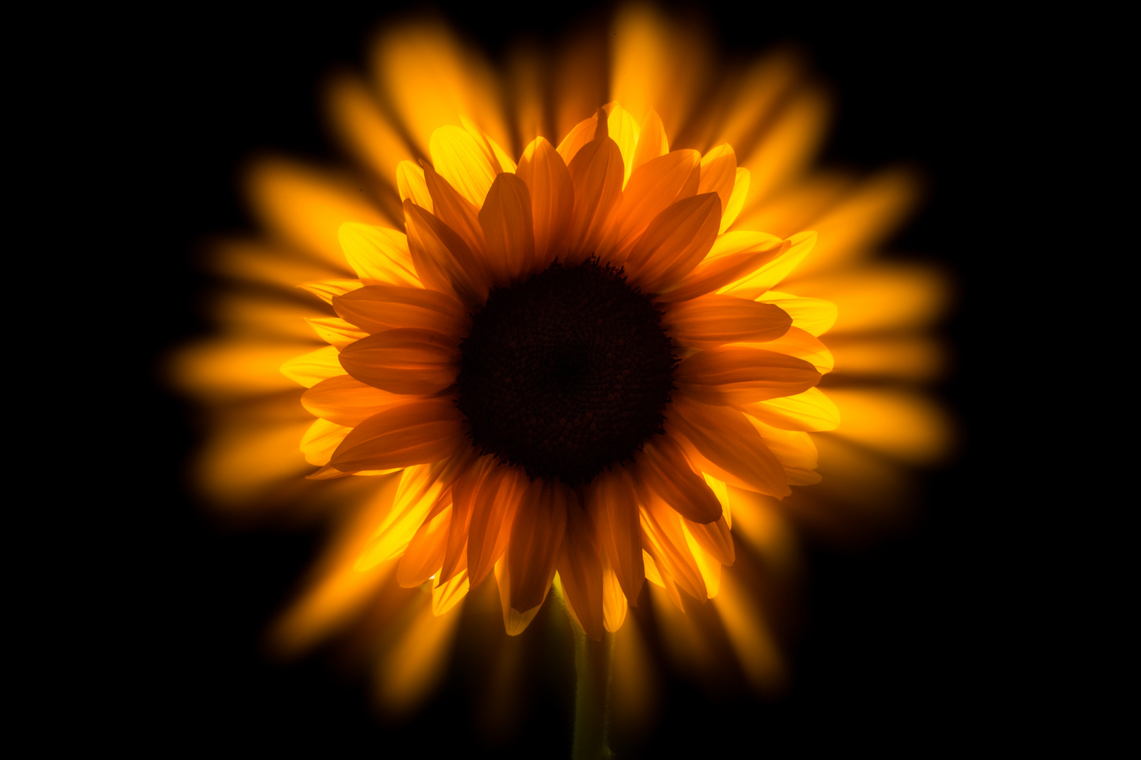 SONNENBLUME