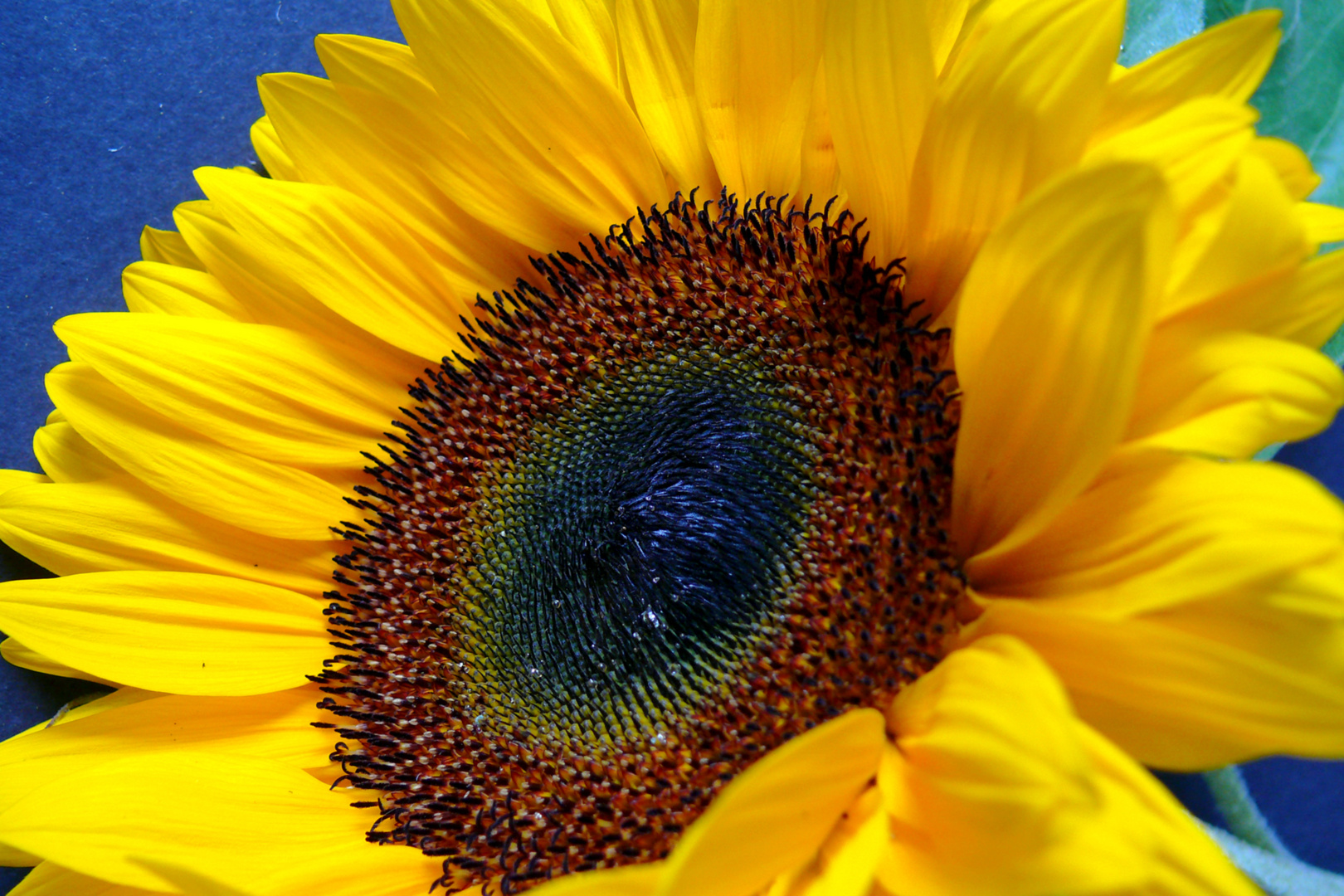 Sonnenblume